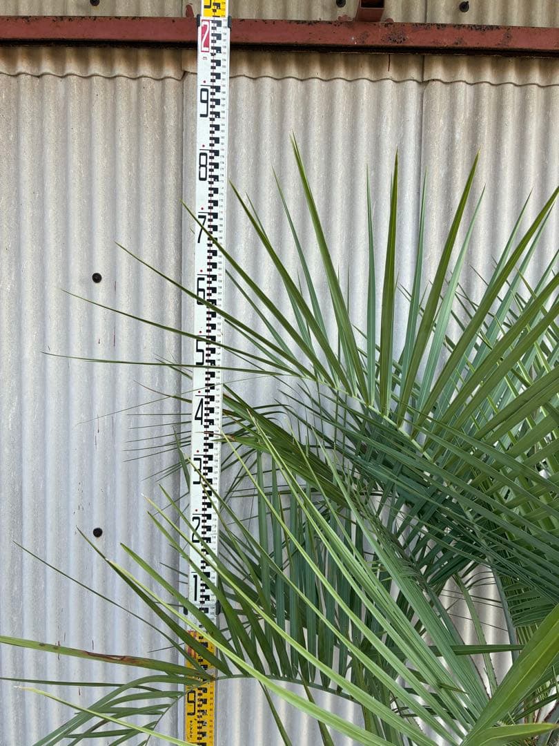 ココスヤシ　　No.10 シルバーリーフ 送料込み価格