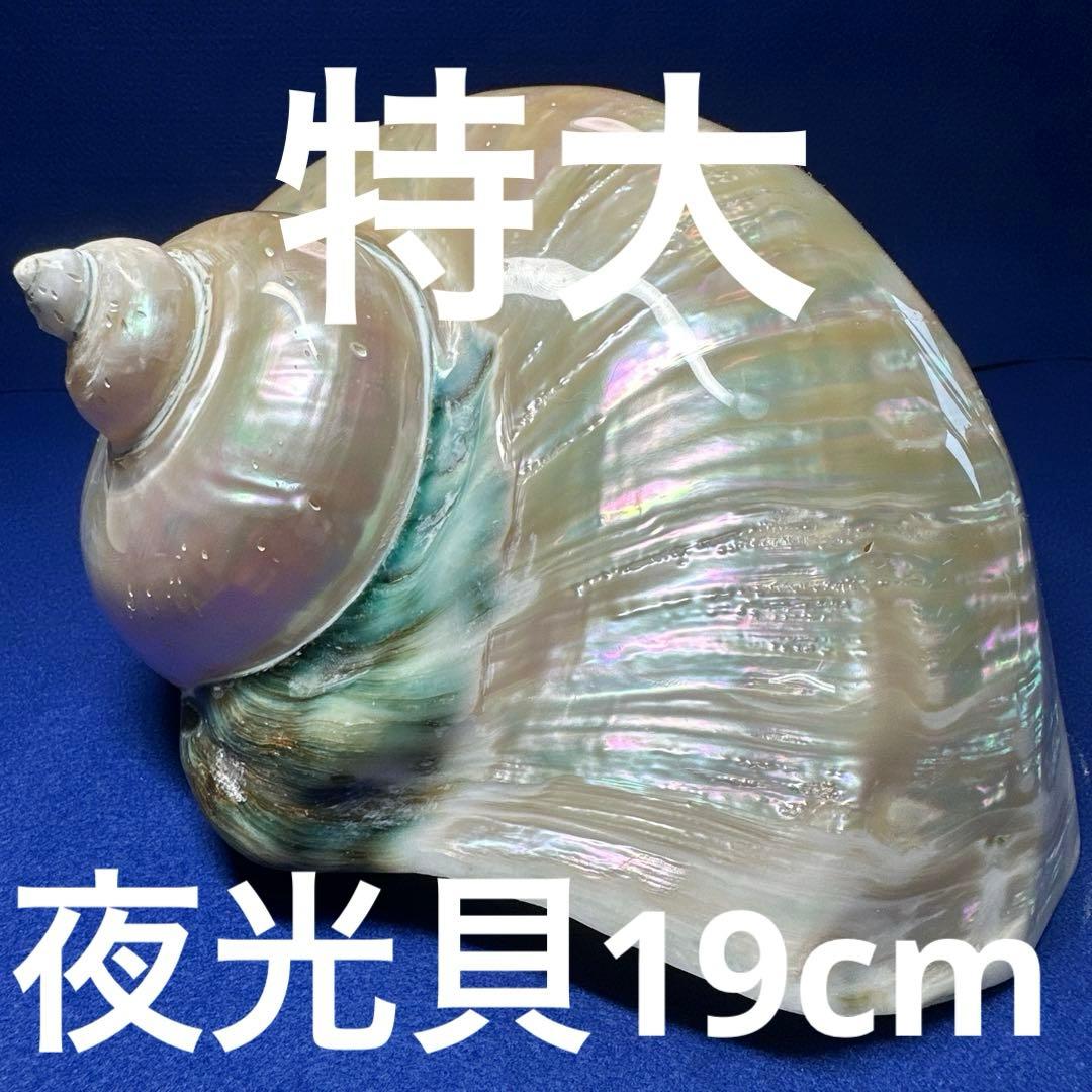 特大　夜光貝　真珠磨き　インテリア　　飾り物　　　アクセサリー　オブジェ