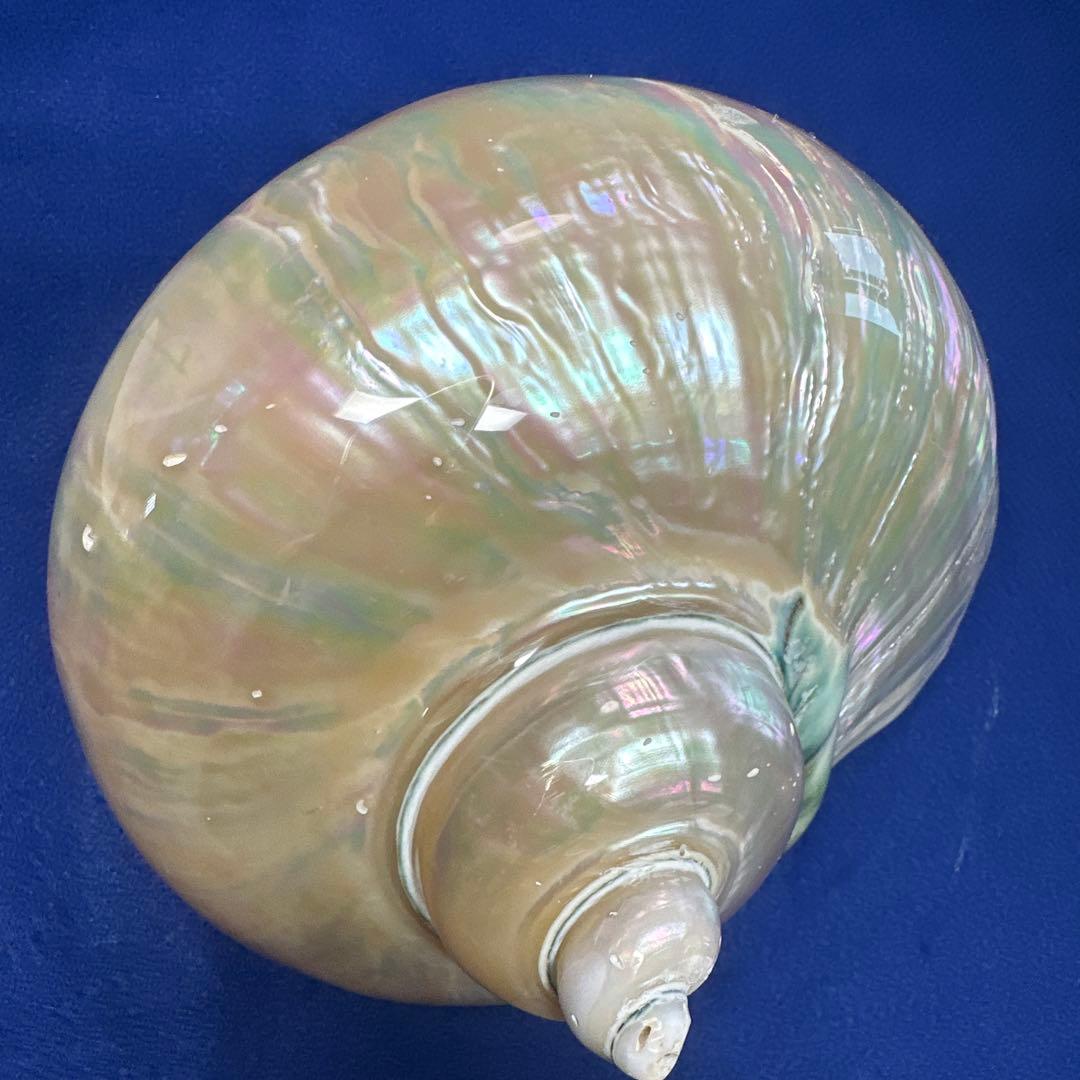 特大　夜光貝　真珠磨き　インテリア　　飾り物　　　アクセサリー　オブジェ