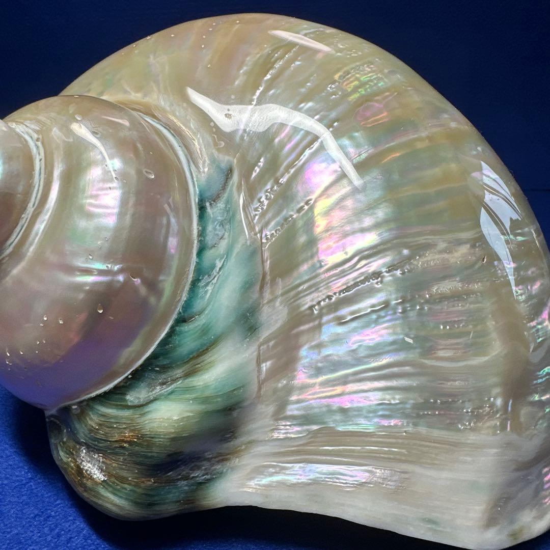 特大　夜光貝　真珠磨き　インテリア　　飾り物　　　アクセサリー　オブジェ