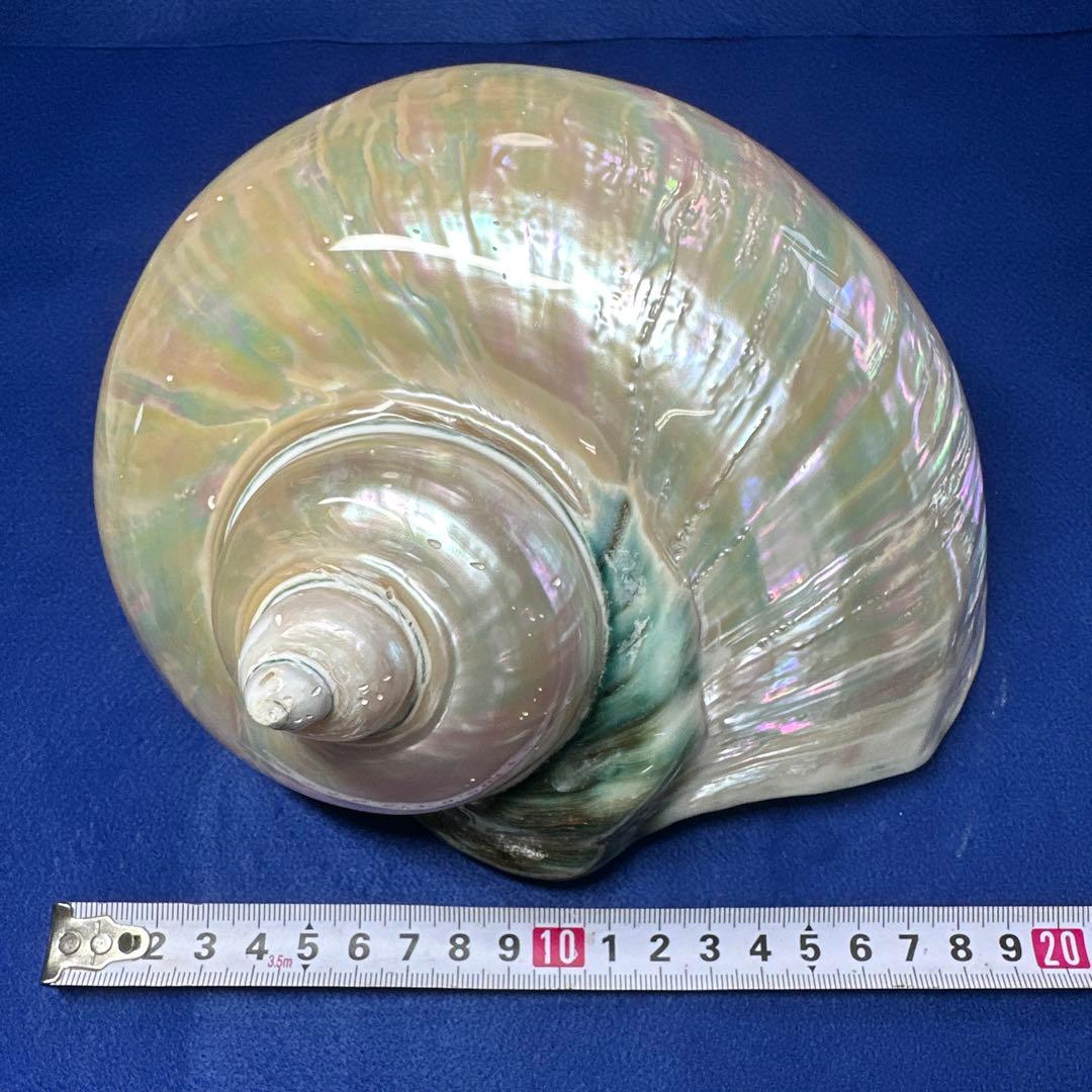 特大　夜光貝　真珠磨き　インテリア　　飾り物　　　アクセサリー　オブジェ