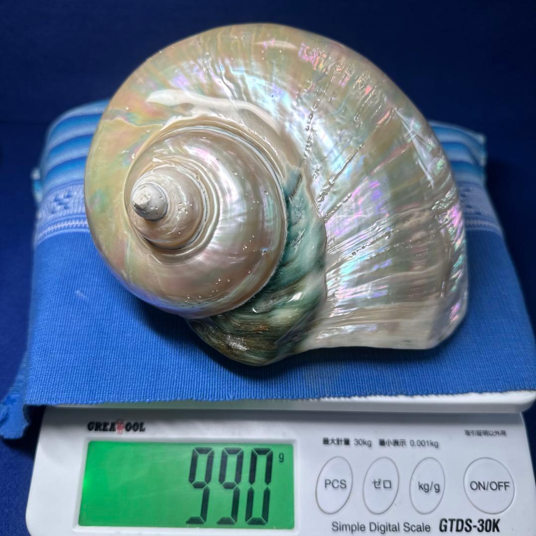 特大　夜光貝　真珠磨き　インテリア　　飾り物　　　アクセサリー　オブジェ