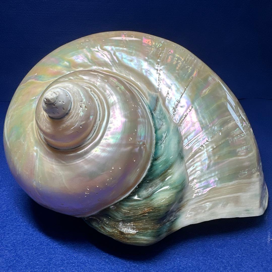 特大　夜光貝　真珠磨き　インテリア　　飾り物　　　アクセサリー　オブジェ