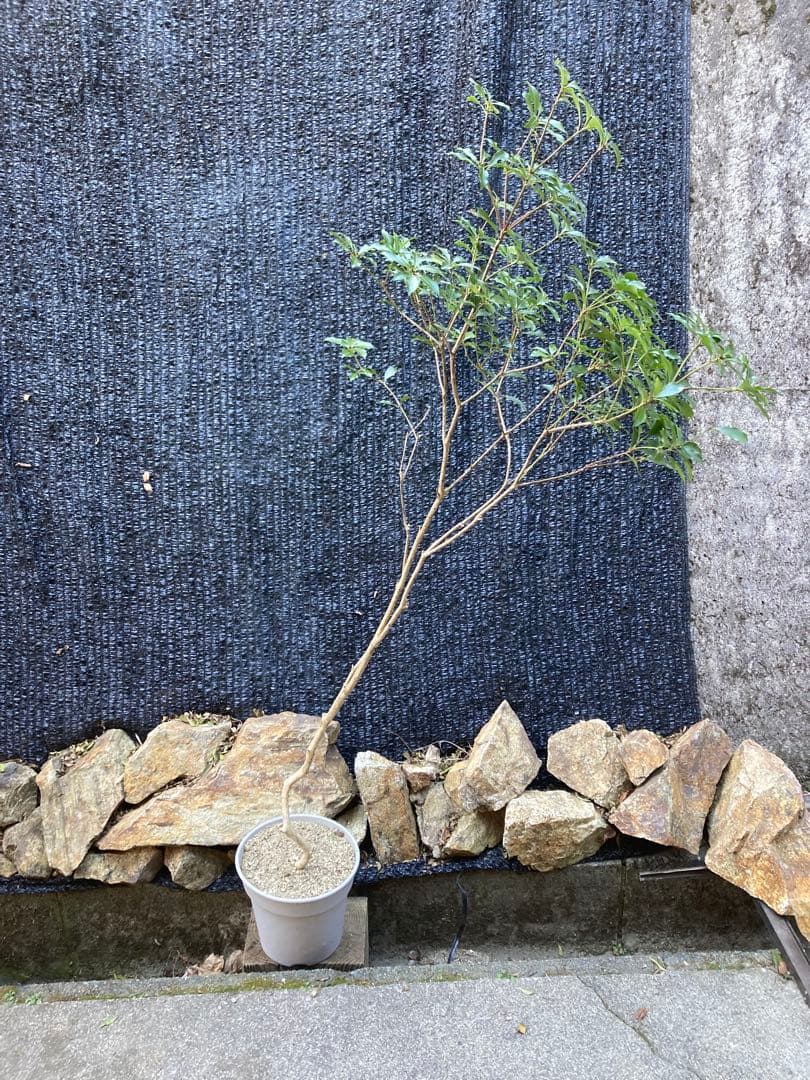 山採り　アセビ　馬酔木　約170センチ