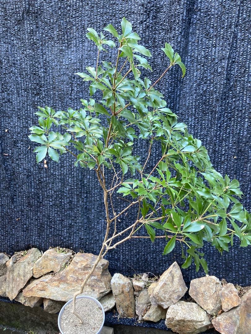 山採り　アセビ　馬酔木　約170センチ