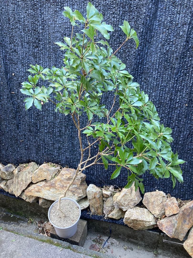 山採り　アセビ　馬酔木　約170センチ