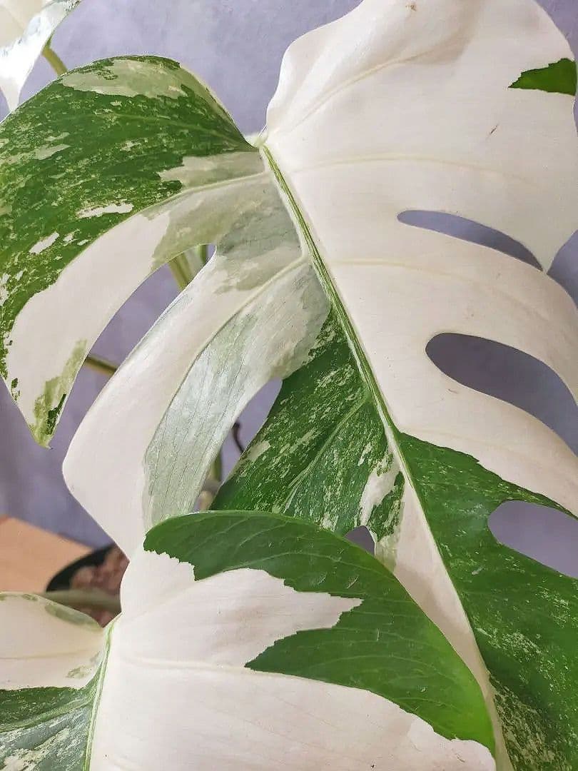 モンステラ ホワイトタイガー 極美株 55cm 斑入りボルシギアナ
