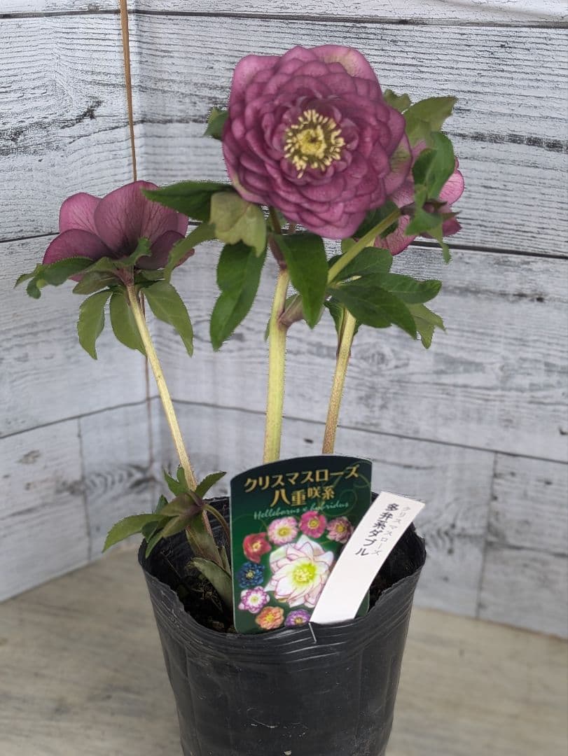 【現品・ポットまま発送】超希少　充実株花もりもり曽田園芸多弁咲きクリスマスローズ