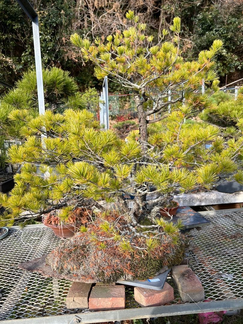 本日限り‼️五葉松盆栽　迫力の根張り・古木感あり・蔵馬石希少