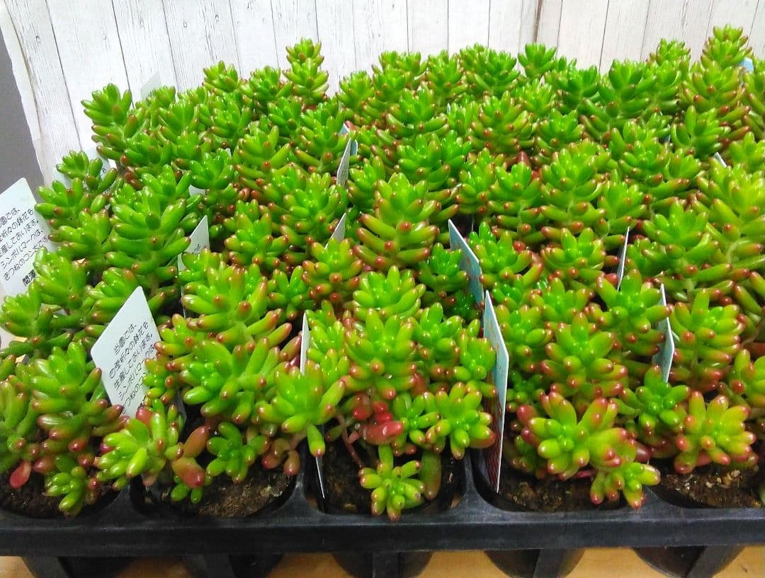 お買い得！　セダム　虹の玉　40個セット