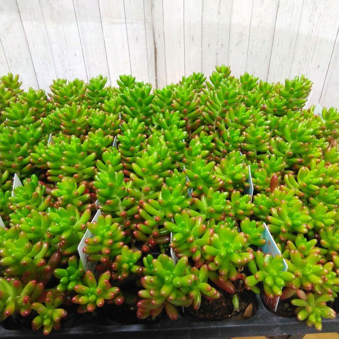 お買い得！　セダム　虹の玉　40個セット