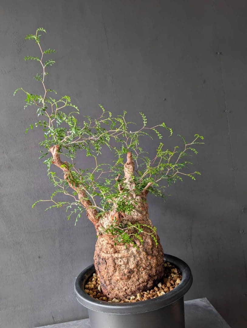 オペルクリカリアパキプス ベアルート 発根 発根管理 塊根 コーデックス