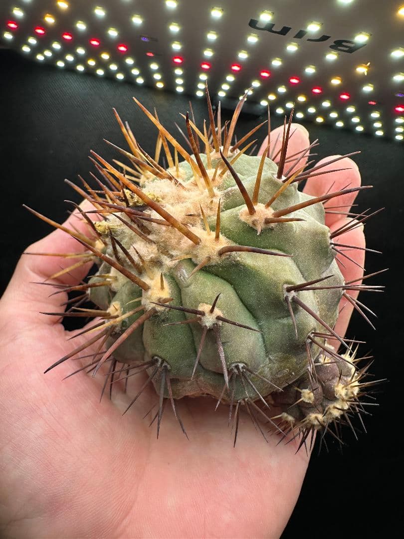 【サボテン_コクオウマル】黒王丸 超特大 2頭