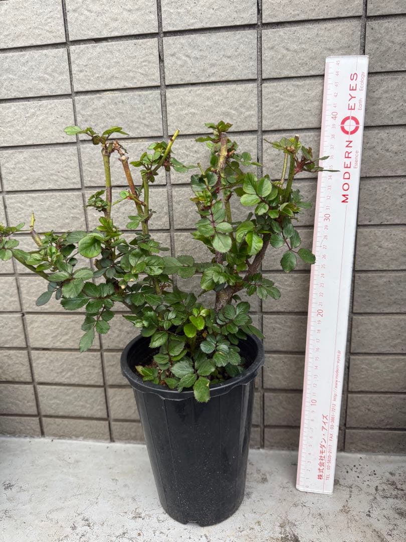 レア切花バラ大苗ブライダルマカロン