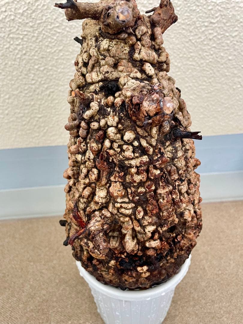 オペルクリカリア　パキプス　現地発根株　カルス有　ボコ肌　検) グラキリス