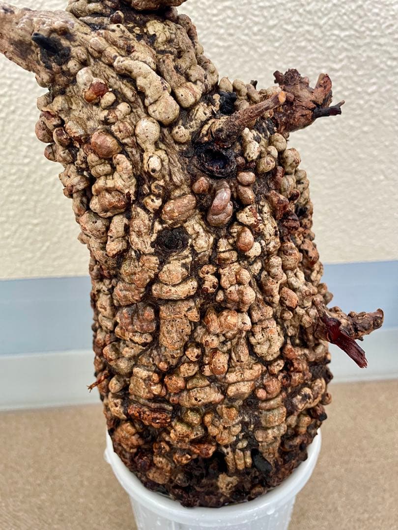 オペルクリカリア　パキプス　現地発根株　カルス有　ボコ肌　検) グラキリス