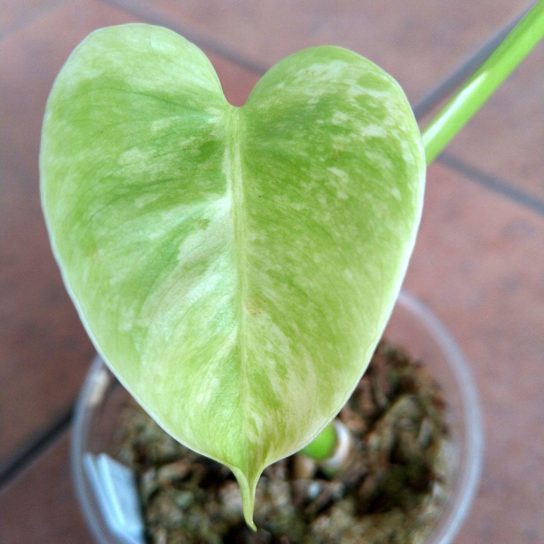 モンステラ　ホワイトモンスター　テンシンラン