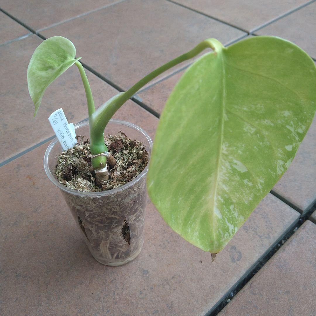 モンステラ　ホワイトモンスター　テンシンラン