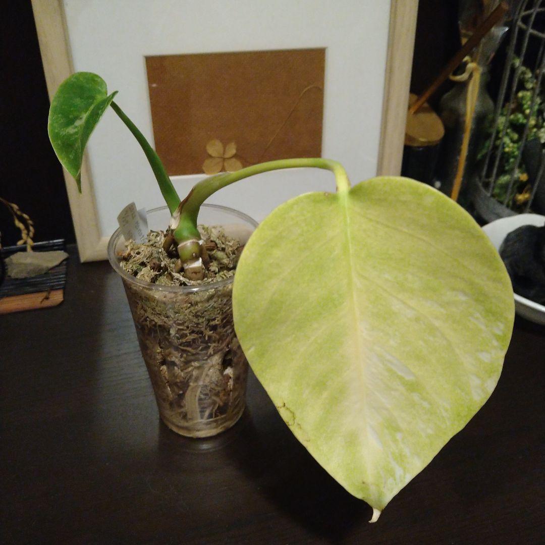 モンステラ　ホワイトモンスター　テンシンラン