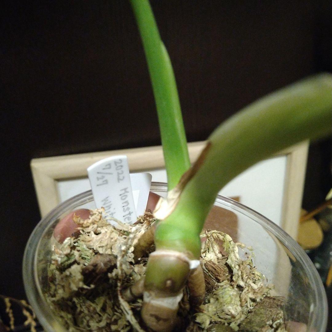 モンステラ　ホワイトモンスター　テンシンラン