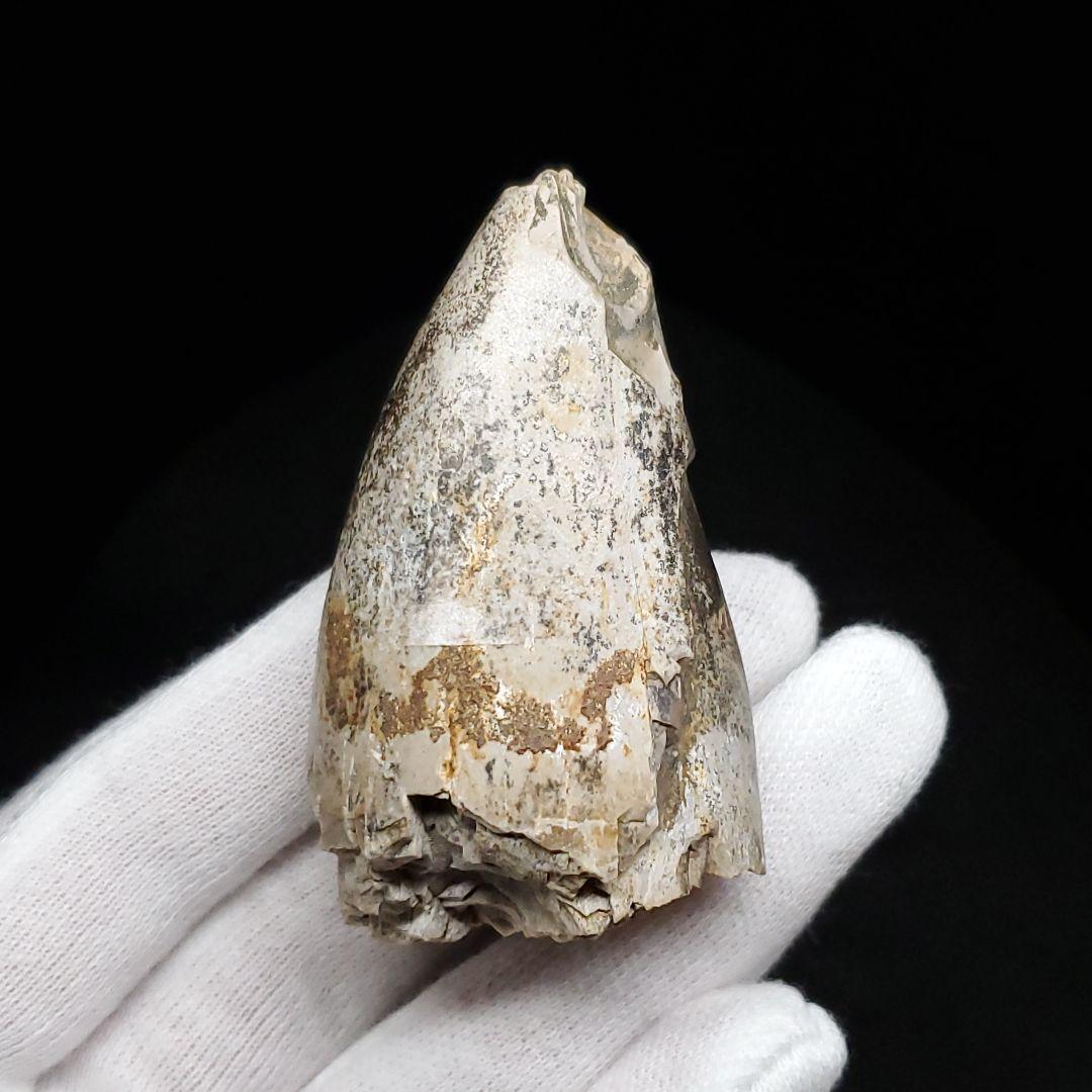 貴重 ラザナンドロンゴベ 歯 化石 マダガスカル産 62.87mm fr106