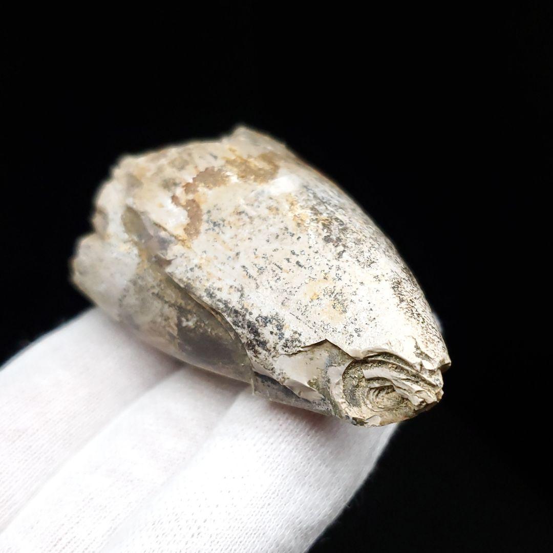 貴重 ラザナンドロンゴベ 歯 化石 マダガスカル産 62.87mm fr106