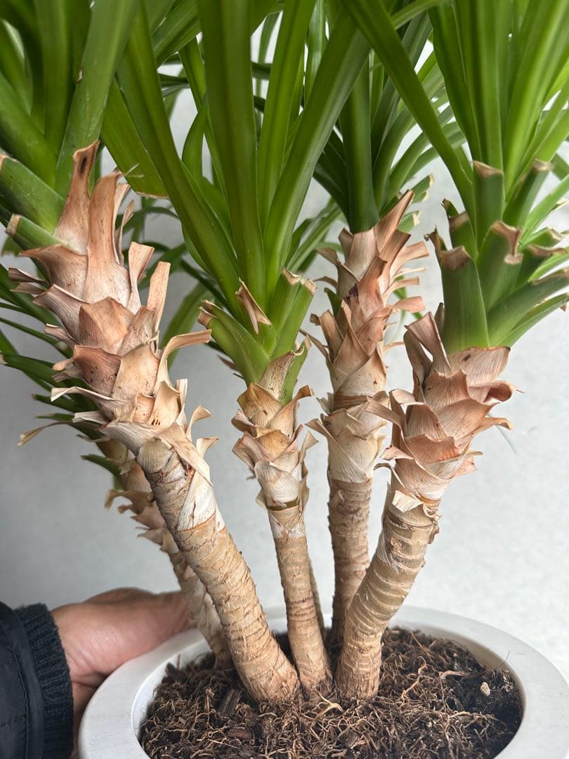 【良好】5株入り！　ドラセナカンボジアーナ ドラセナ販売