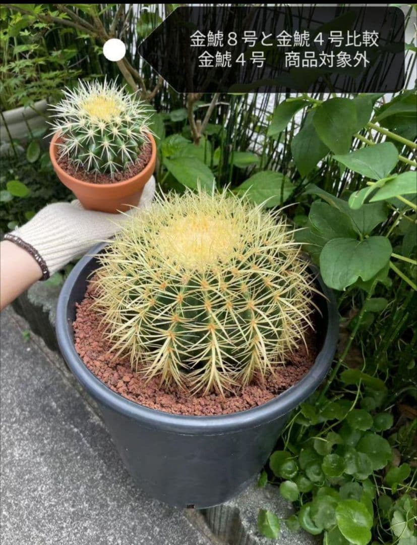 金鯱 サボテン キンシャチ 8号 ロックガーデン 逸品 観葉植物 エキノカクタス
