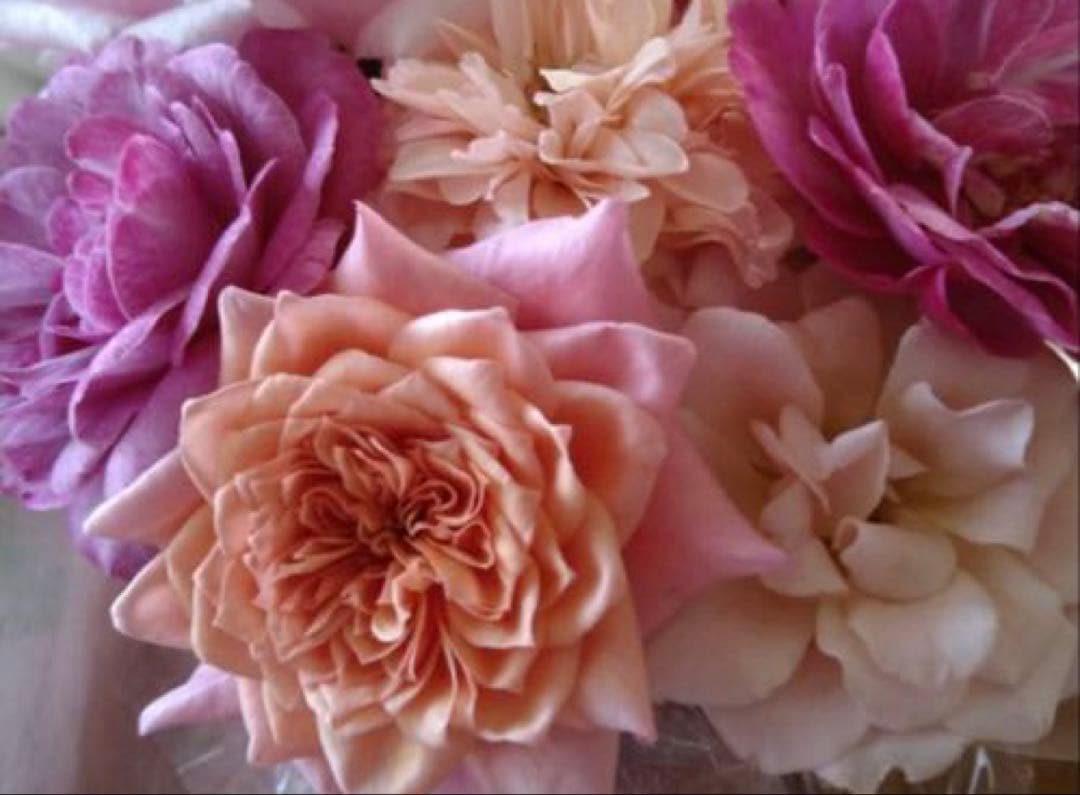 バラ苗　たろぎん様予約