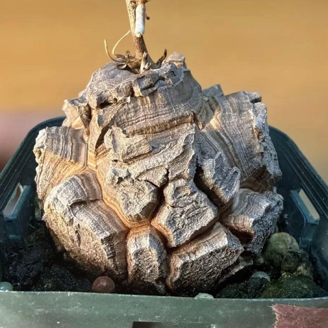 【極上】アフリカ亀甲竜 7.5cmポット バキバキ 健康株 塊根植物