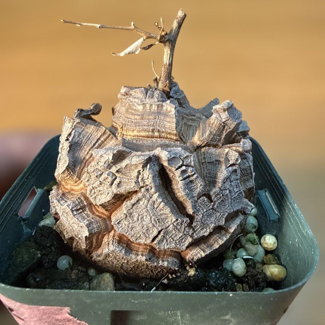 【極上】アフリカ亀甲竜 7.5cmポット バキバキ 健康株 塊根植物