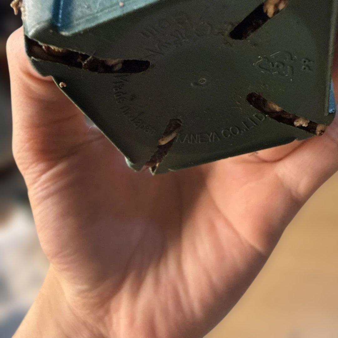 【極上】アフリカ亀甲竜 7.5cmポット バキバキ 健康株 塊根植物