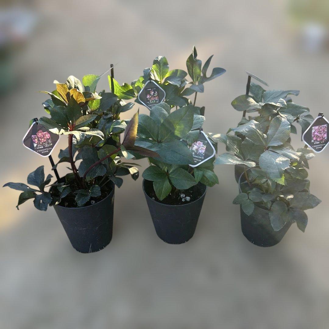 1点のみ！　クリスマスローズ苗　クリスマスローズ　氷の薔薇　6鉢価格