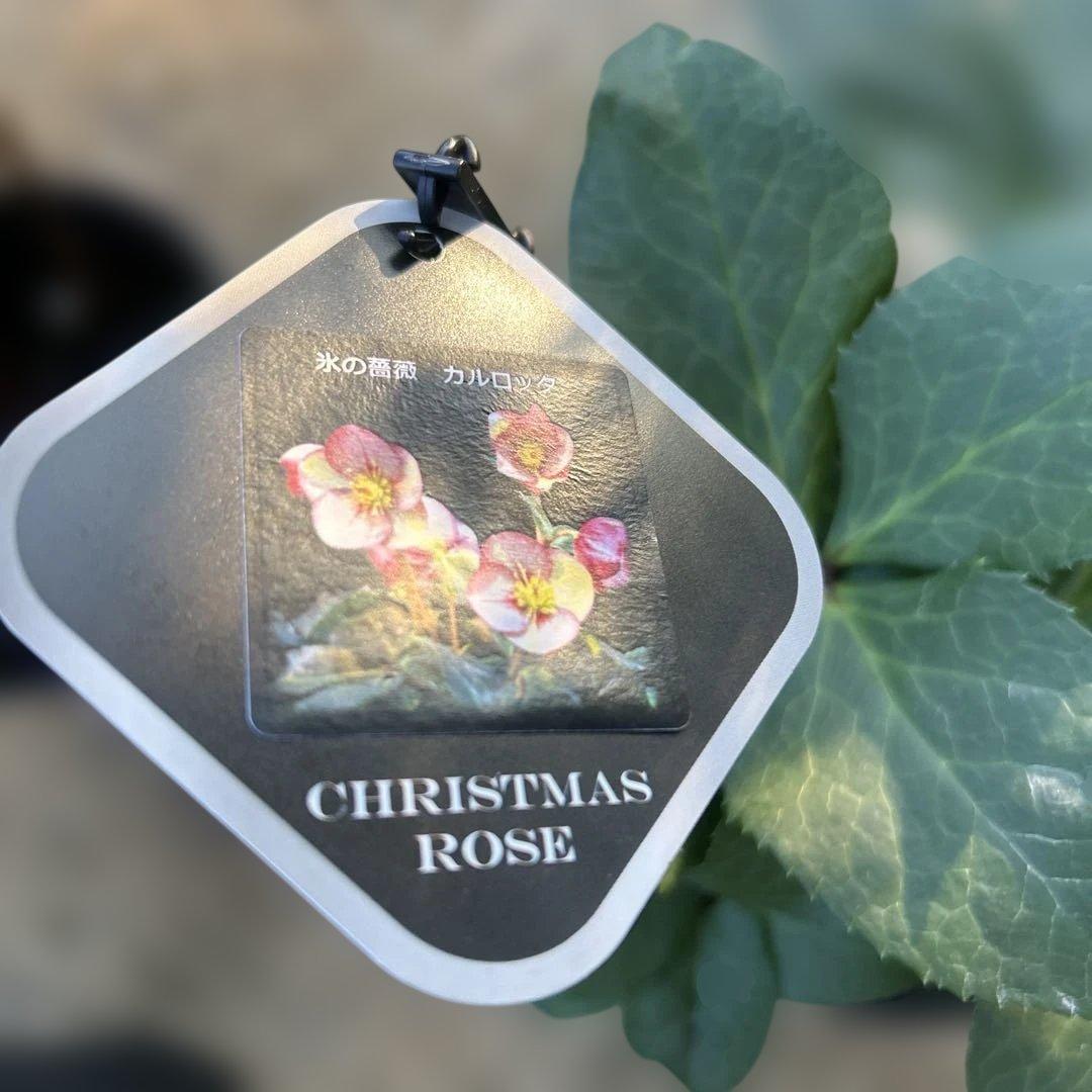 1点のみ！　クリスマスローズ苗　クリスマスローズ　氷の薔薇　6鉢価格