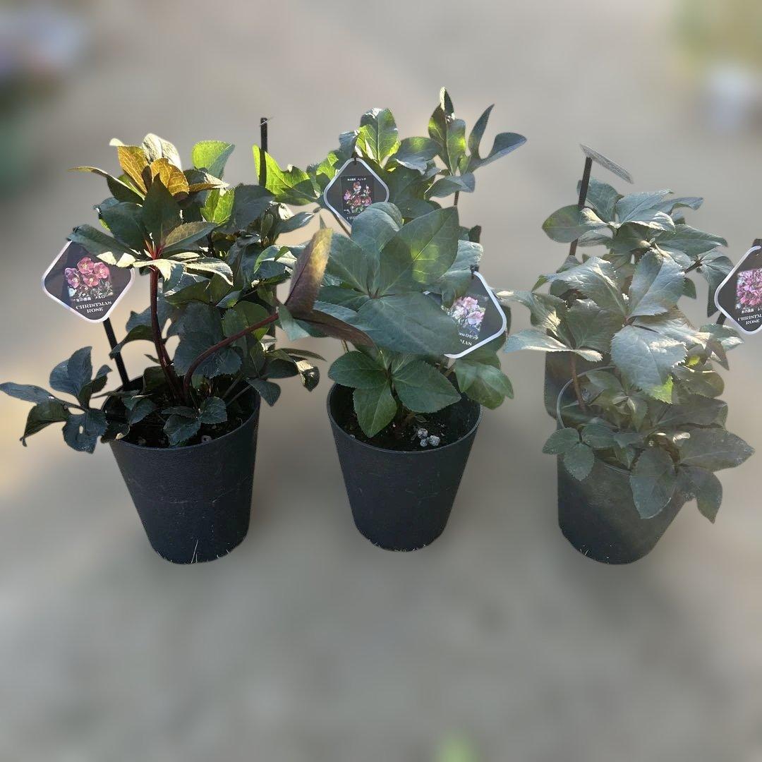 1点のみ！　クリスマスローズ苗　クリスマスローズ　氷の薔薇　6鉢価格