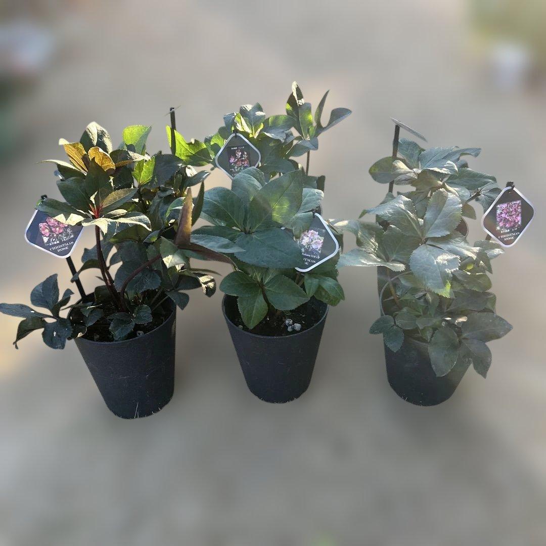 1点のみ！　クリスマスローズ苗　クリスマスローズ　氷の薔薇　6鉢価格