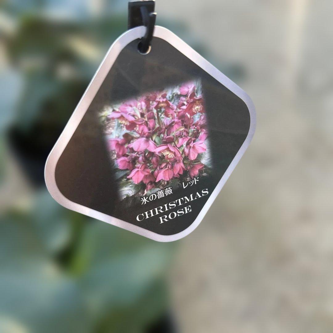 1点のみ！　クリスマスローズ苗　クリスマスローズ　氷の薔薇　6鉢価格