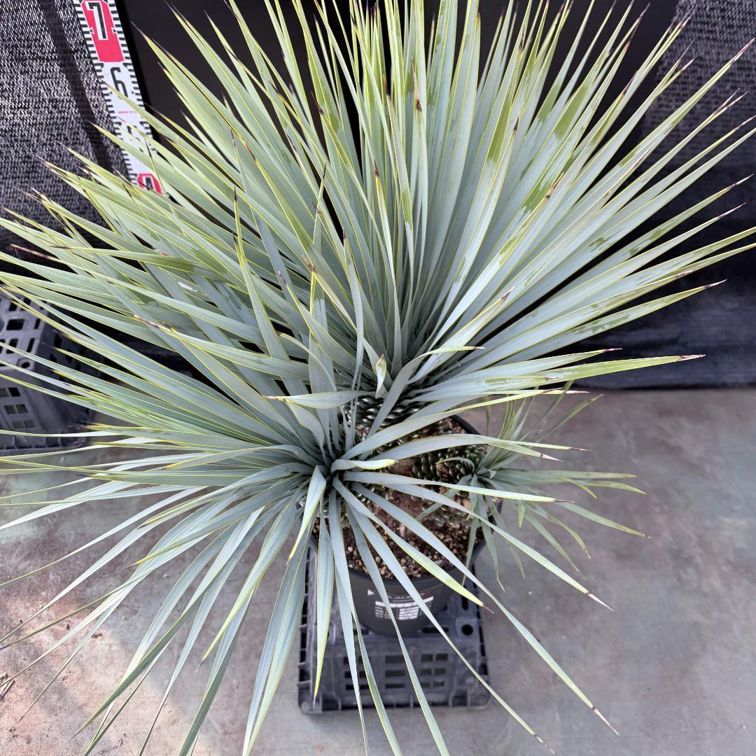 【AL1193】ユッカ　ロストラータ　 トリプルヘッド