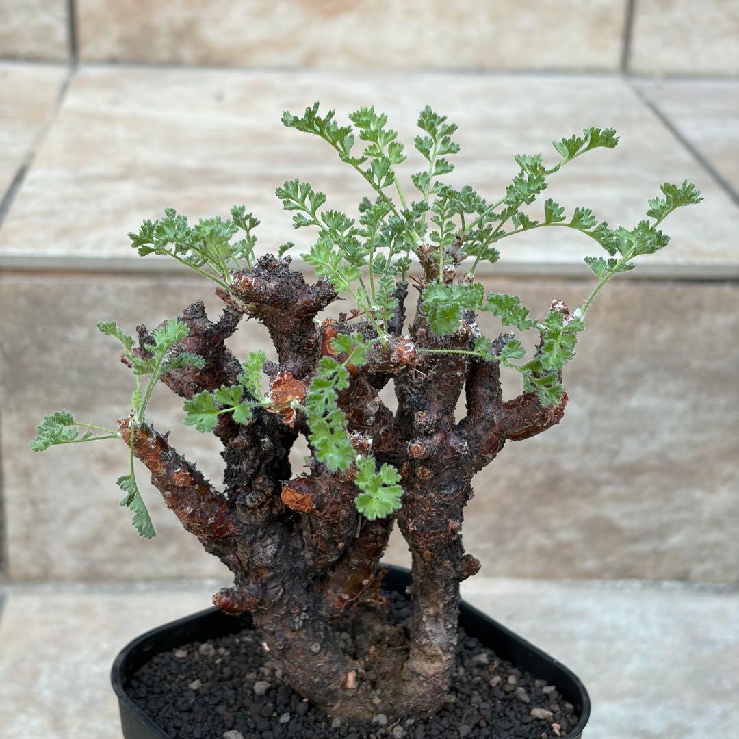 ペラルゴニウム　アルテルナンス　3号鉢　No.015　鉢、送料込