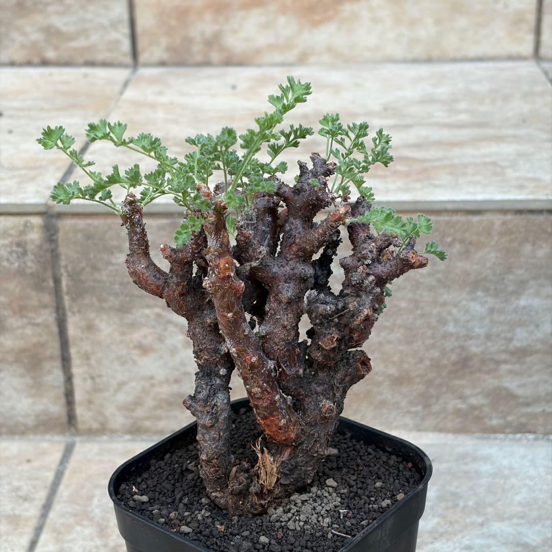 ペラルゴニウム　アルテルナンス　3号鉢　No.015　鉢、送料込