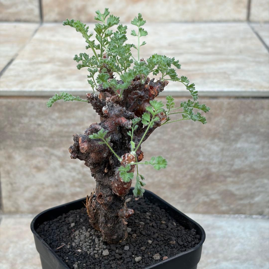 ペラルゴニウム　アルテルナンス　3号鉢　No.015　鉢、送料込