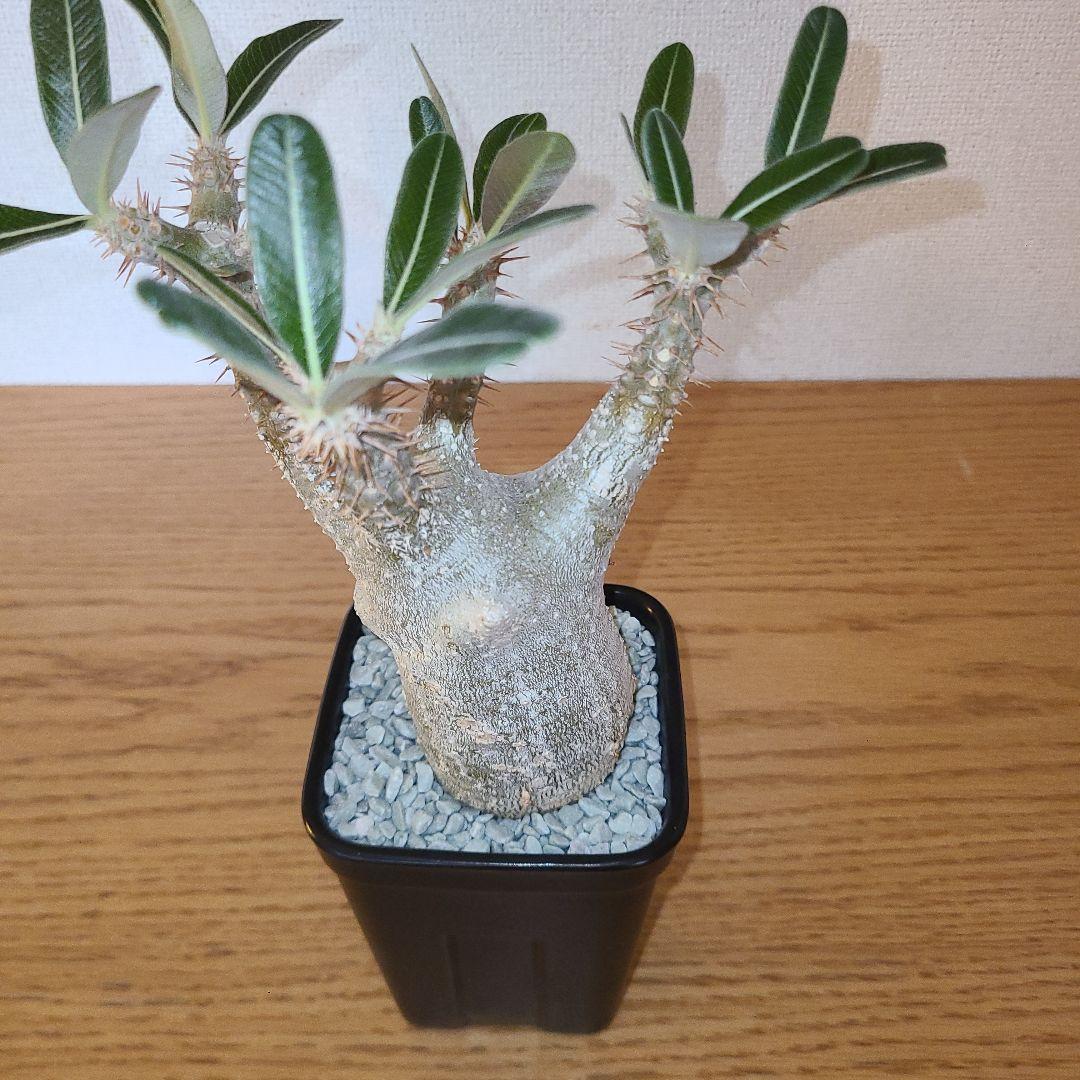 NEIGHBORHOOD　SRL　パキポディウム　カクチペス