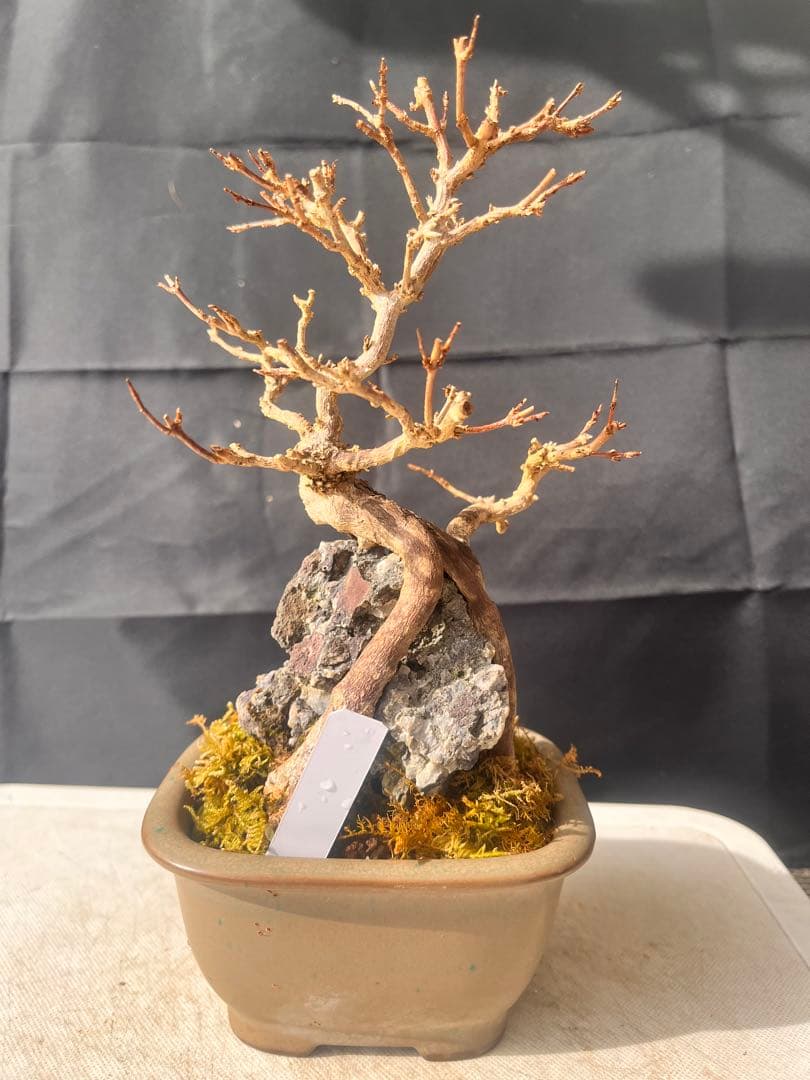 楓盆栽　石付き