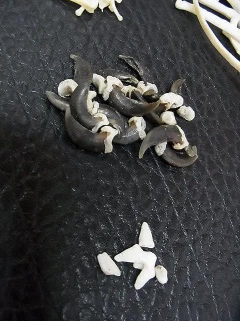 コヨーテ 全身骨格標本