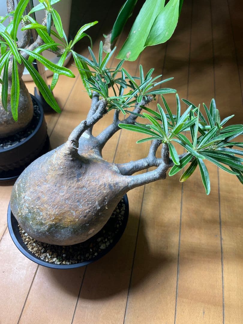 【Lsize】パキポディウム•グラキリス