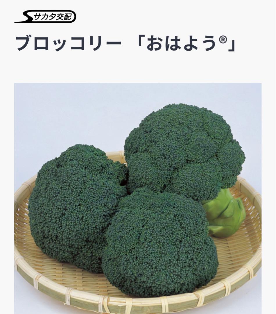 【お年玉価格】値下げ！ブロッコリー種子（おはよう）5000粒2個セット！