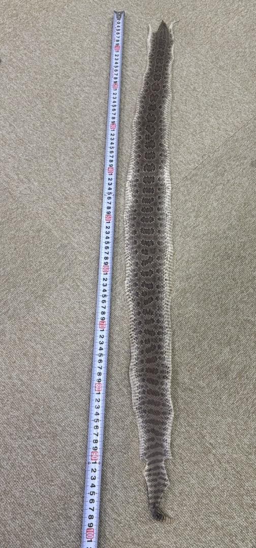 ガラガラヘビの革★100cm