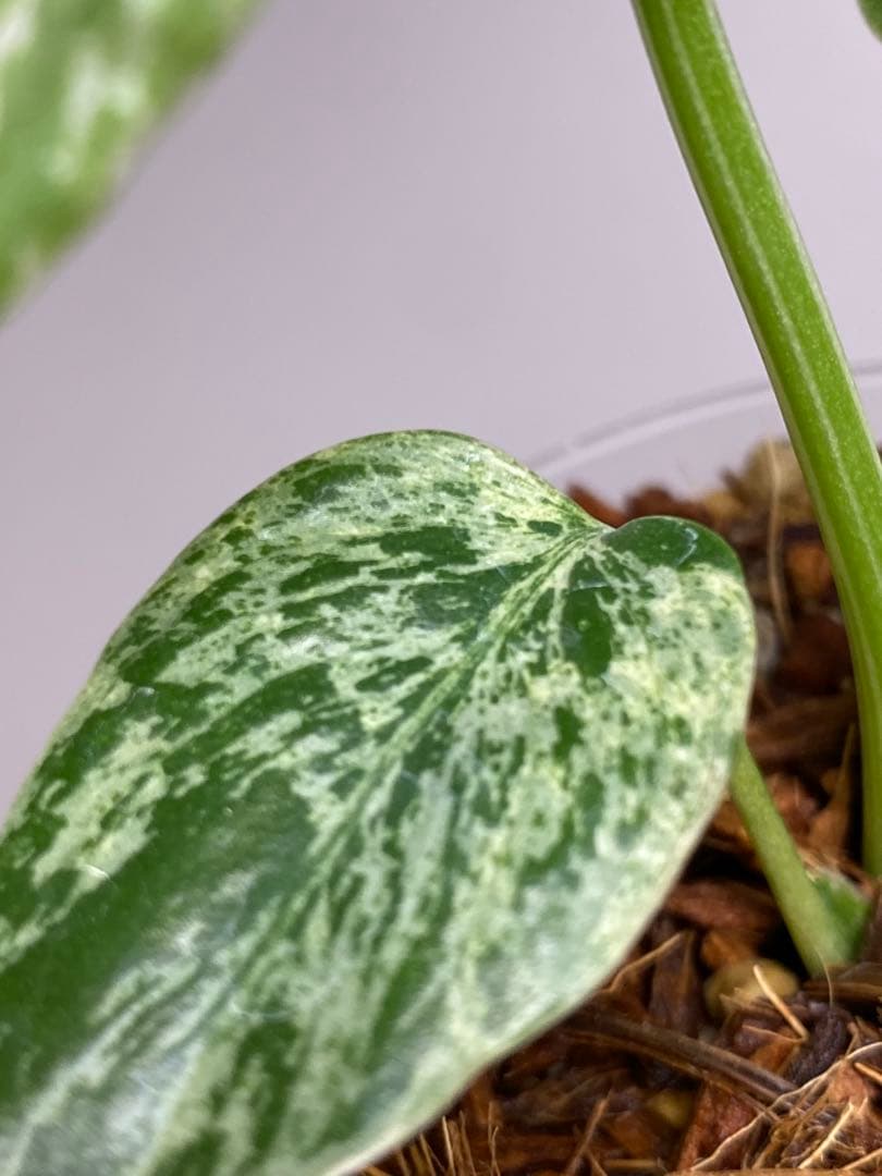 六*ん様 ②【将来有望株‼️】モンステラ　デリシオーサ　バルバソー　フシギダネ/