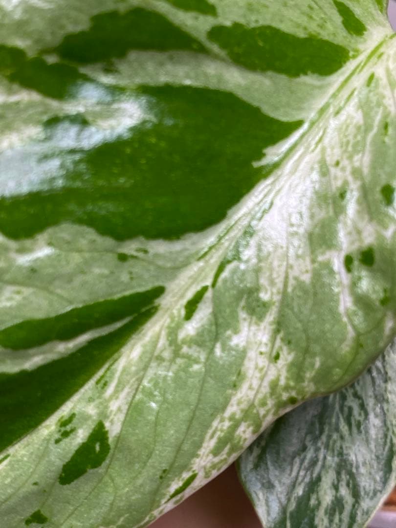 六*ん様 ②【将来有望株‼️】モンステラ　デリシオーサ　バルバソー　フシギダネ/