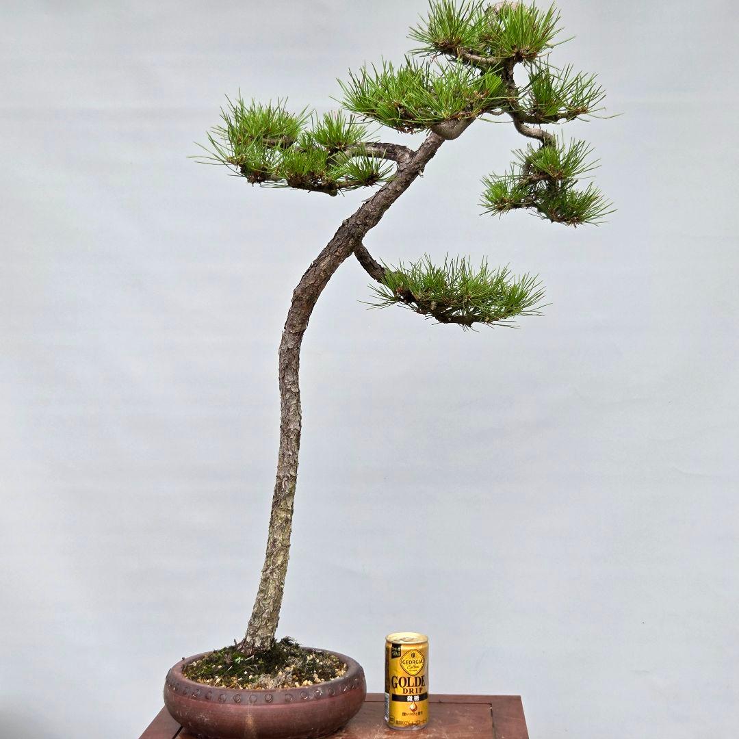 赤松　[文人木]　大品盆栽